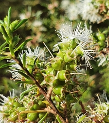 Kunzea ambigua