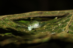 Engonia