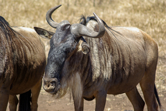 Connochaetes taurinus mearnsi