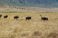 Connochaetes taurinus mearnsi