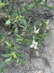 Glinus oppositifolius