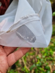 Euploea core corinna