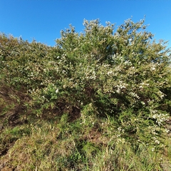 Kunzea ambigua