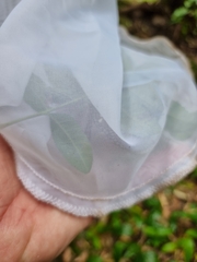 Euploea core corinna