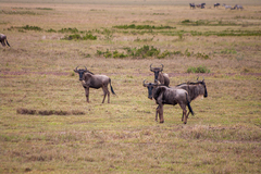 Connochaetes taurinus mearnsi