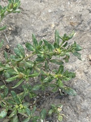 Glinus oppositifolius