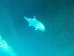 Caranx ignobilis
