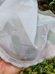 Euploea core corinna