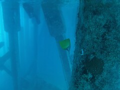 Forcipiger flavissimus