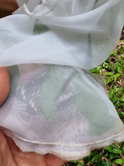 Euploea core corinna