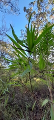 Logania albiflora