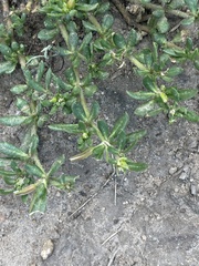 Glinus oppositifolius