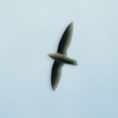 Chaetura cinereiventris