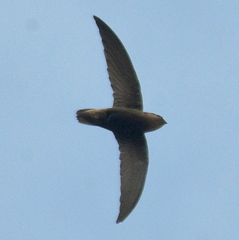 Chaetura meridionalis