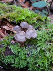 Mycena maculata