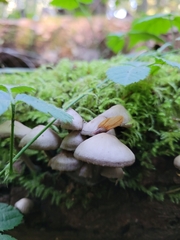 Mycena maculata