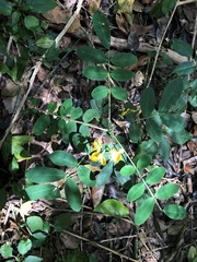 Senna surattensis
