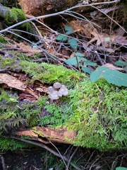 Mycena maculata