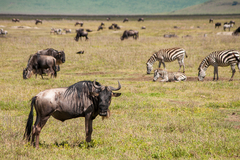 Connochaetes taurinus mearnsi