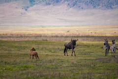 Connochaetes taurinus mearnsi