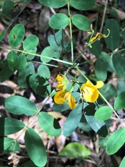 Senna surattensis