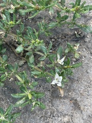 Glinus oppositifolius