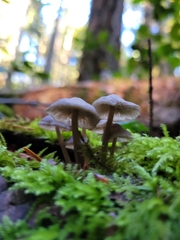 Mycena maculata