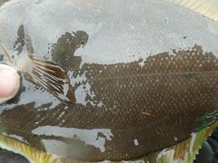 Limanda
