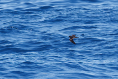 Hydrobates microsoma