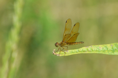 Perithemis icteroptera