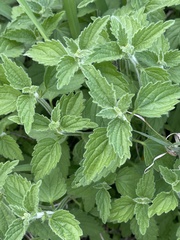 Leucas glabrata
