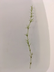 Najas flexilis