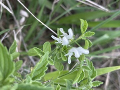 Leucas glabrata