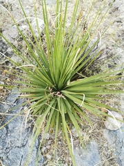 Nolina durangensis