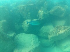 Caranx melampygus
