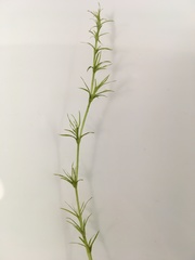 Najas flexilis