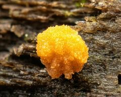 Sphaerosporium lignatile