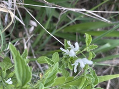 Leucas glabrata