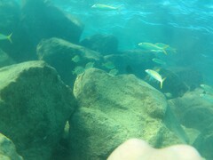 Mulloidichthys vanicolensis