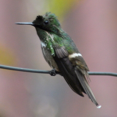 Lophornis chalybeus