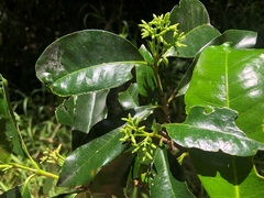 Ixora beckleri