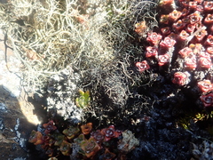 Alectoria ochroleuca