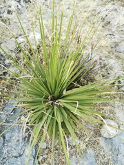 Nolina durangensis