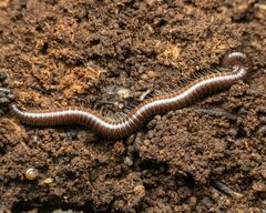 Parajulidae