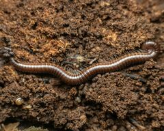 Parajulidae