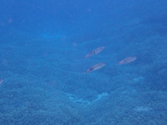 Sepioteuthis lessoniana