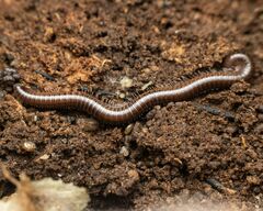 Parajulidae