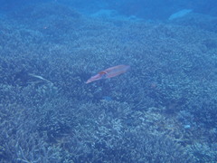 Sepioteuthis lessoniana