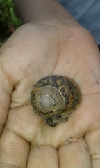 Cornu aspersum