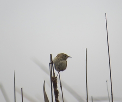 Cistothorus platensis